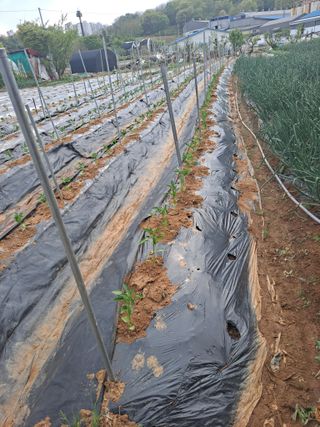 나누고싶어서님의 기타작물 · 영농일지 작성글 사진