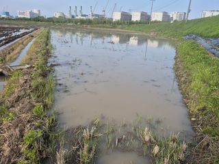 이옥수님의 고구마 · 영농일지 작성글 사진