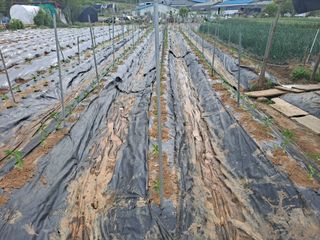 나누고싶어서님의 기타작물 · 영농일지 작성글 사진