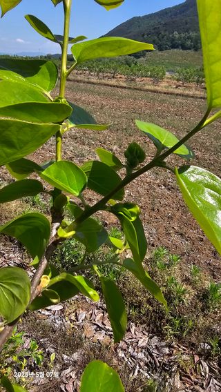 주하네팜(태추,부유님의 감 · 영농일지 작성글 사진