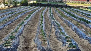 임일재님의 매실 · 영농일지 작성글 사진