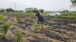 정헌경님의 기타작물 · 영농일지 작성글 사진