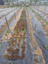 팜모닝 들깨·영농일지 게시글 이미지