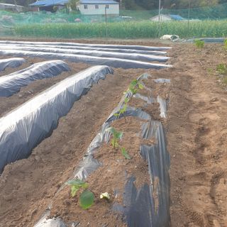 Kns4324님의 오이 · 영농일지 작성글 사진