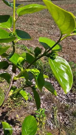 주하네팜(태추,부유님의 감 · 영농일지 작성글 사진