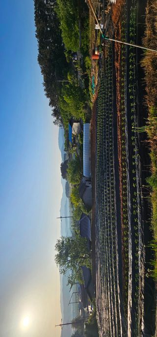 설장구님의 고추 · 영농일지 작성글 사진