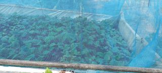 참깨 농원님의 기타작물 · 영농일지 작성글 사진