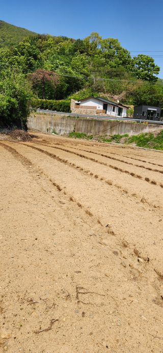 최군환님의 고구마 · 영농일지 작성글 사진