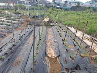 나누고싶어서님의 기타작물 · 영농일지 작성글 사진