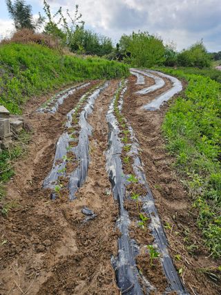 왕개미님의 고추 · 영농일지 작성글 사진