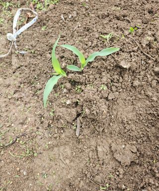 멧돼지님의 기타작물 · 영농일지 작성글 사진