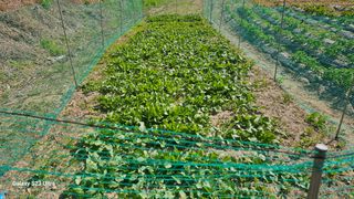 임일재님의 매실 · 영농일지 작성글 사진