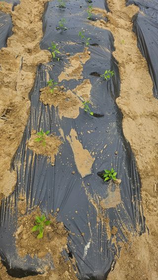 김남근님의 고추 · 영농일지 작성글 사진