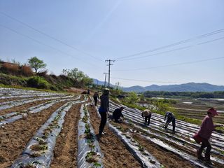 이명숙님의 고구마 · 영농일지 작성글 사진