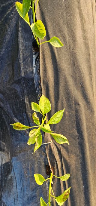 설장구님의 고추 · 영농일지 작성글 사진