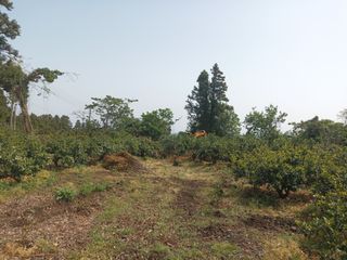 이영학 님의 귤 · 영농일지 작성글 사진