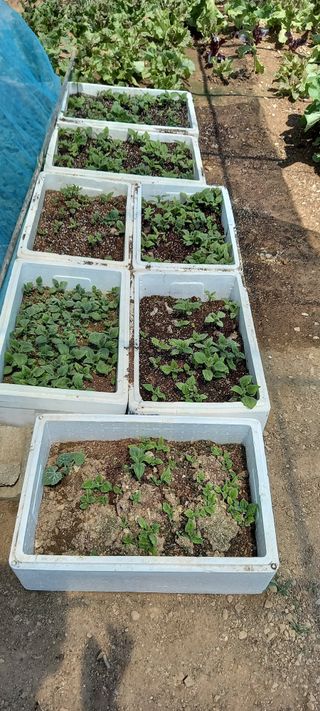 참깨 농원님의 기타작물 · 영농일지 작성글 사진