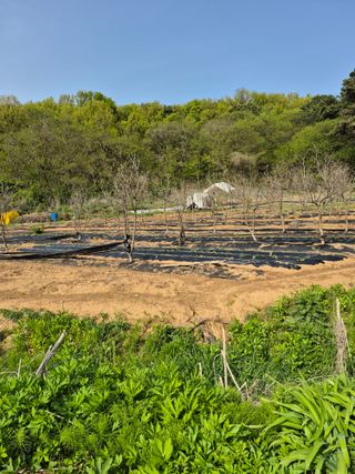 이옥수님의 고구마 · 영농일지 작성글 사진
