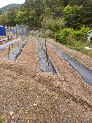 건달농사꾼정영수님의 기타작물 · 영농일지 작성글 사진