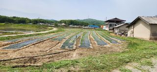 조성현님의 기타작물 · 영농일지 작성글 사진