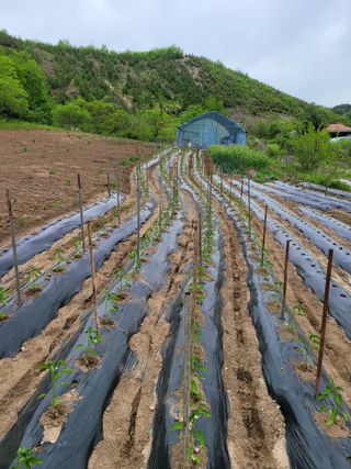 동호아빠님의 고추 · 영농일지 작성글 사진