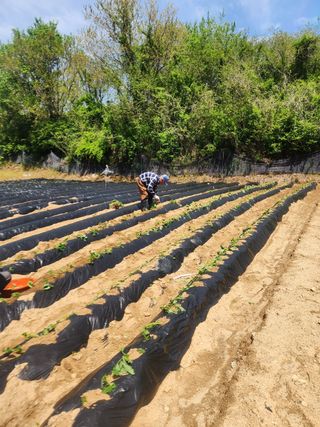 최군환님의 고구마 · 영농일지 작성글 사진