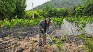 정헌경님의 기타작물 · 영농일지 작성글 사진