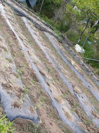 금돌비학님의 고추 · 영농일지 작성글 사진