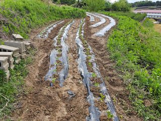 왕개미님의 고추 · 영농일지 작성글 사진