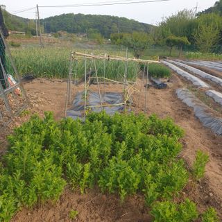 Kns4324님의 오이 · 영농일지 작성글 사진