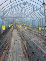 팜모닝 양배추·영농일지 게시글 이미지