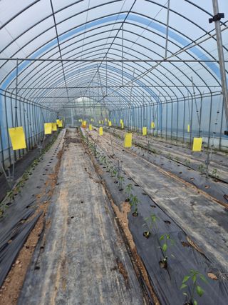 왕자농원님의 양배추 · 영농일지 작성글 사진