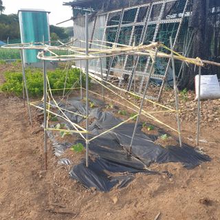 Kns4324님의 오이 · 영농일지 작성글 사진