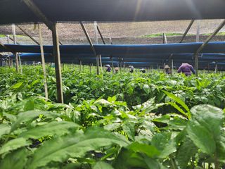 하늘아래삼 님의 기타작물 · 영농일지 작성글 사진