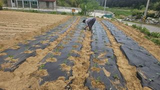 김남근님의 고추 · 영농일지 작성글 사진