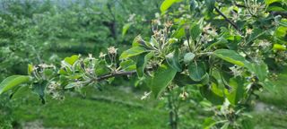 김은희님의 사과 · 영농일지 작성글 사진