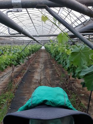 남은현님의 포도 · 영농일지 작성글 사진