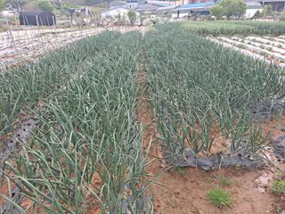 나누고싶어서님의 기타작물 · 영농일지 작성글 사진