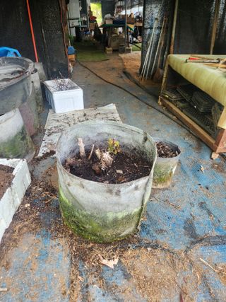 벽창호(죽동농부)님의 사과 · 영농일지 작성글 사진