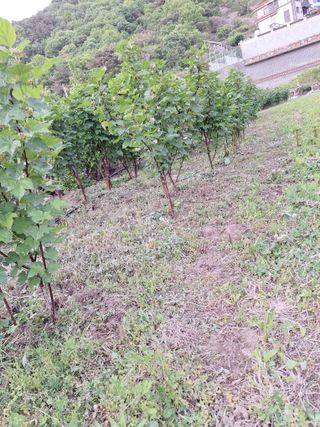 박수천님의 딸기 · 영농일지 작성글 사진