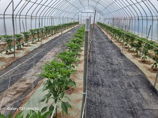 우희태님의 기타작물 · 영농일지 작성글 사진