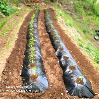 산솔바람님의 고추 · 영농일지 작성글 사진