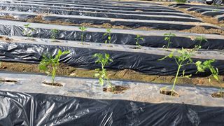 최경숙님의 고추 · 영농일지 작성글 사진