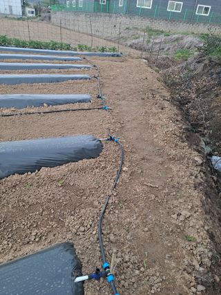 구본명님의 참깨 · 영농일지 작성글 사진