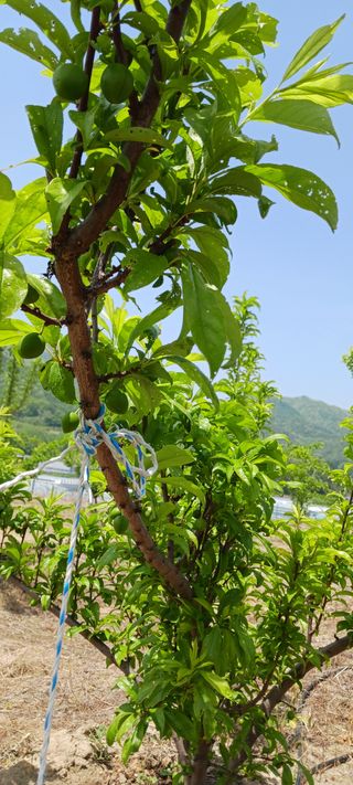 김 연님의 기타작물 · 영농일지 작성글 사진