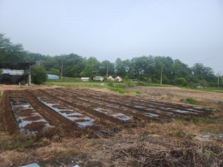 트랜스지방님의 고추 · 영농일지 작성글 사진