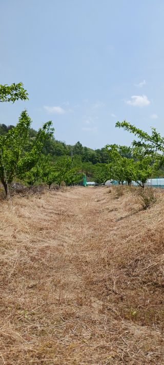 김 연님의 기타작물 · 영농일지 작성글 사진