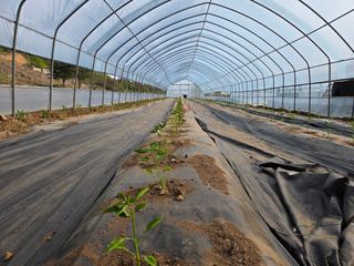 전찬우님의 기타작물 · 영농일지 작성글 사진