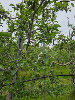 최승국님의 기타작물 · 영농일지 작성글 사진