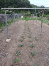 팜모닝 기타작물·영농일지 게시글 이미지